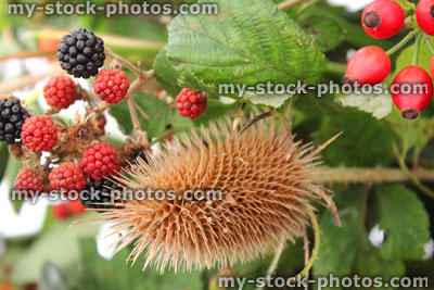 Stock image of rural flower display / floral arrangement, hedgerow plants, teasels, rose hips, blackberries / brambles