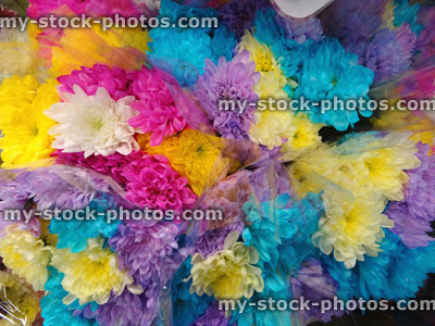 Stock image of bouquet of real chrysanthemum flowers, painted / dyed bright artificial colours