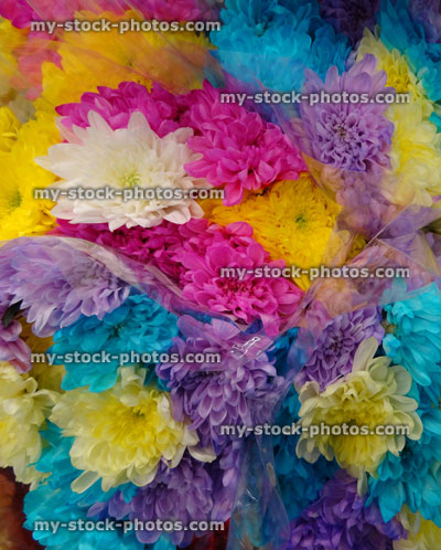 Stock image of bouquet of real chrysanthemum flowers, painted / dyed bright artificial colours