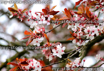 Stock image of purple leafed flowering cherry plum tree (close up)