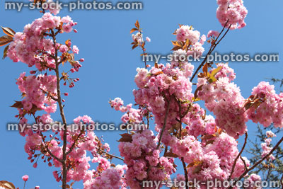 Stock image of pink Japanese floweriing cherry blossom against blue sky