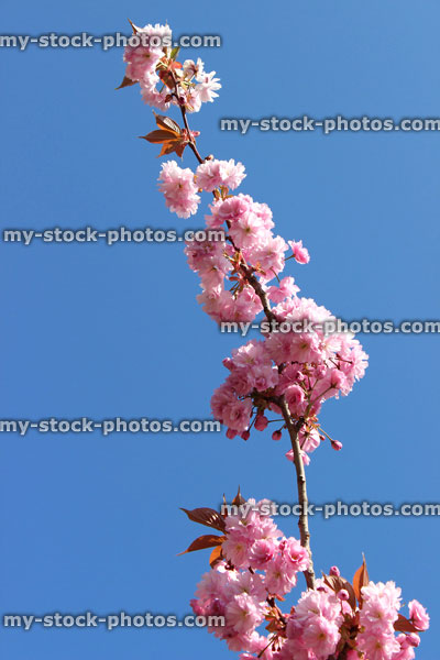 Stock image of pink Japanese flowering cherry blossoms against blue sky