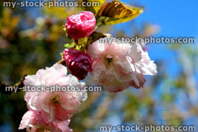 Stock image of pink flowering cherry blossom flowers / petals (close up)