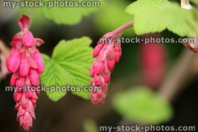 Stock image of flowering redcurrant (ribes rubrum)