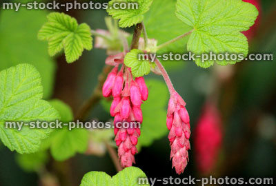 Stock image of flowering redcurrant (ribes rubrum)