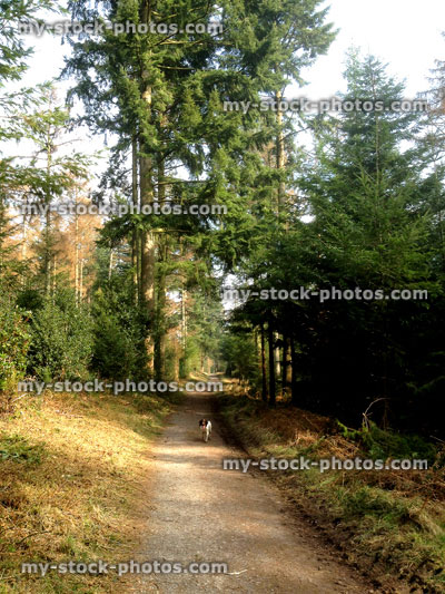 Stock image of Springer Spaniel walking along a woodland path