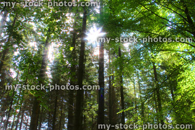 Stock image of woodland with morning sun shining through tree trunks, star effect