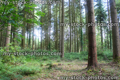 Stock image of woodland with morning sun shining through tree trunks