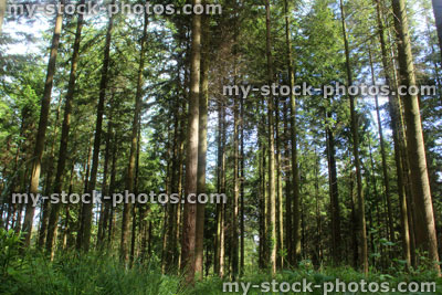 Stock image of woodland with morning sun shining through tree trunks
