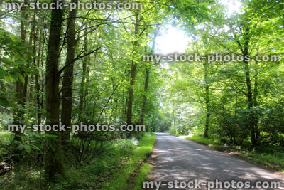 Stock image of woodland with morning sun shining through trees, country tarmac road