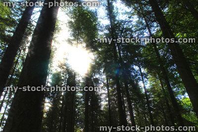 Stock image of conifer forest with morning sun shining through pine tree trunks