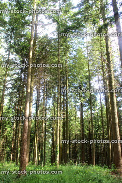 Stock image of woodland with morning sunshine rays through tree trunks