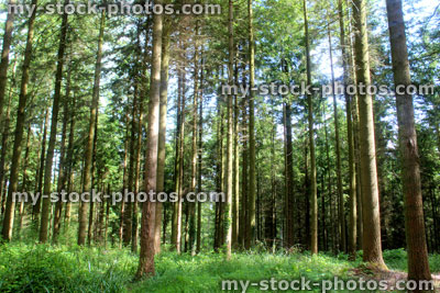 Stock image of woodland with morning sunshine beaming through tree trunks