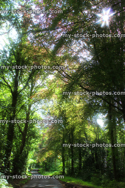 Stock image of woodland with morning sun rays through tree trunks, star filter