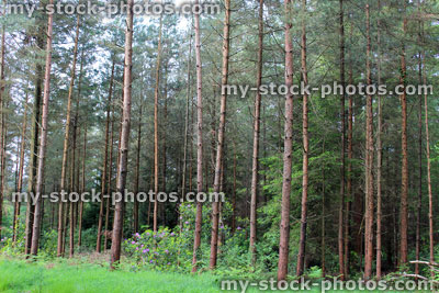 Stock image of conifer forest with morning sun shining through pine tree trunks