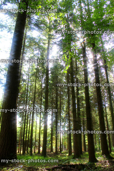 Stock image of forest with morning sun shining through tree trunks