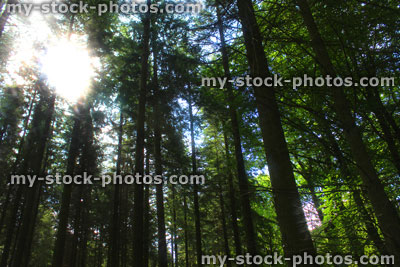 Stock image of forest with morning sun shining through tree trunks