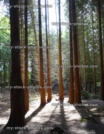 Stock image of conifer woodland with sunlight shining through tree trunks