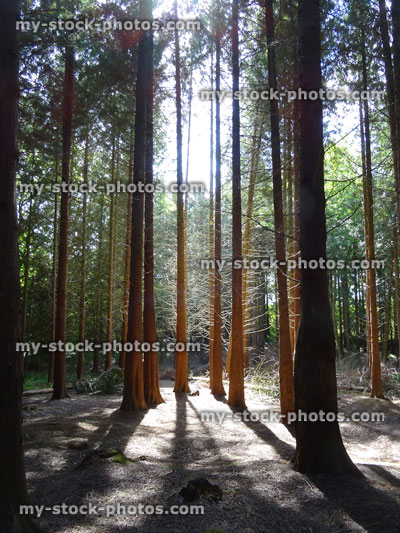 Stock image of conifer tree trunks in woodland, morning sunlight sunbeams