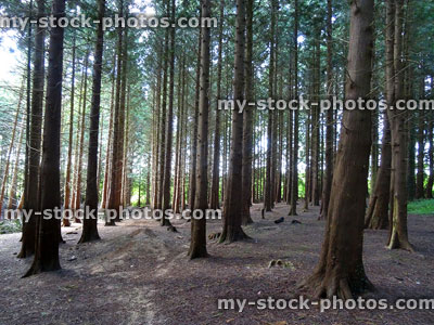 Stock image of dark conifer woodland with fir trees, no undergrowth