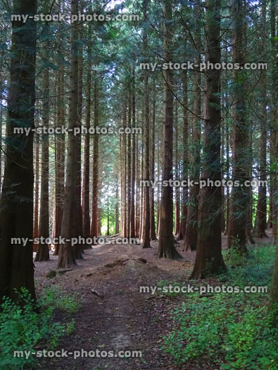 Stock image of pathways through dark evergreen conifer forest / woodland sunlight