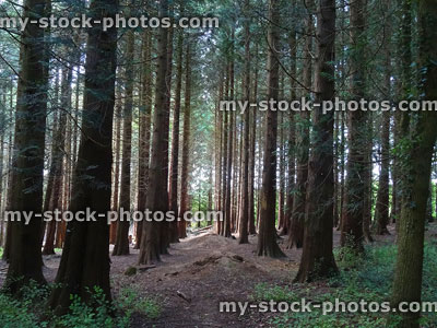 Stock image of dense, dark conifer woodland with light shining through