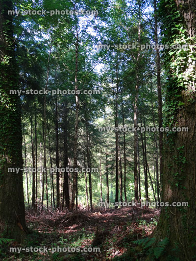 Stock image of morning sunlight shining through mixed conifer woodland trees