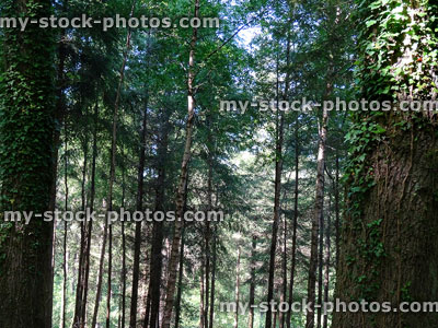 Stock image of mixed deciduous and conifer woodland / forest, young trees