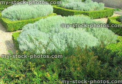 Stock image of formal knot garden, topiary box hedging (buxus), cotton lavender (santolina)