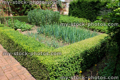 Stock image of ornamental vegetable garden / kitchen garden, buxus hedging, plants