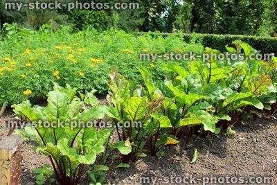 Stock image of ornamental vegetable garden / kitchen garden with carrots, beetroot, companion planting