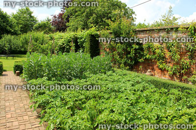 Stock image of walled kitchen garden / ornamental vegetable garden, potatoes, broad beans, brick pathway