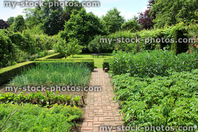 Stock image of ornamental vegetable garden / walled kitchen garden, potato plants