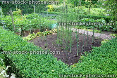 Stock image of ornamental vegetable garden / walled kitchen garden, asparagus plants