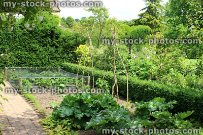 Stock image of ornamental vegetable garden / walled kitchen garden, rhubarb plants