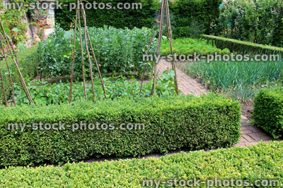 Stock image of ornamental vegetable garden / walled kitchen garden, buxus hedge, vegetable plants