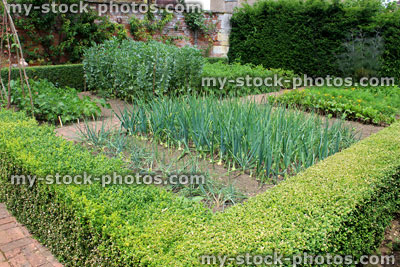 Stock image of ornamental vegetable garden / walled kitchen garden, box / buxus hedge