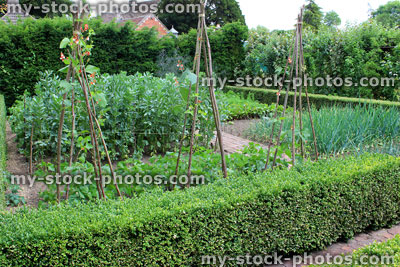 Stock image of ornamental vegetable garden / kitchen garden, buxus hedging, plants