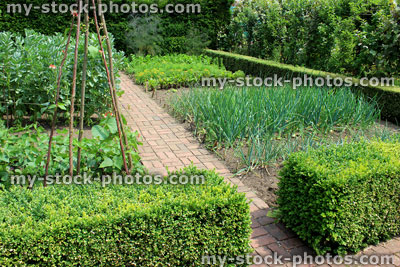 Stock image of ornamental vegetable garden / kitchen garden, buxus hedging, path