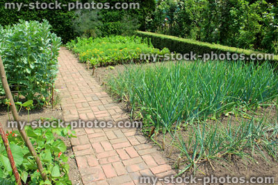 Stock image of ornamental vegetable garden / walled kitchen garden, onions, broad beans