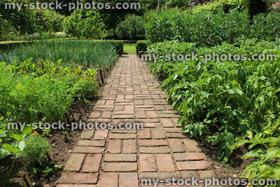 Stock image of ornamental vegetable garden / walled kitchen garden, vegetable plants