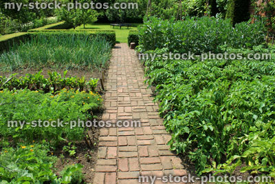 Stock image of ornamental vegetable garden / walled kitchen garden, companion planting, tagete marigolds