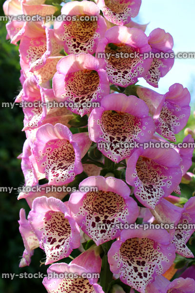 Stock image of pink foxglove flower spike, ornamental garden (Digitalis purpurea 'excelsior' mix)