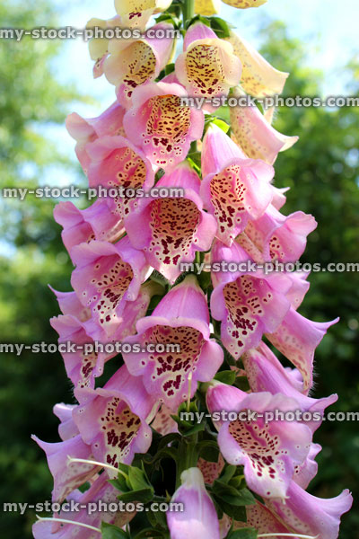 Stock image of pink foxglove flower spike, ornamental garden (Digitalis purpurea 'excelsior' mix)