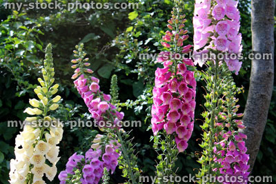 Stock image of ornamental garden foxglove flowers (Digitalis purpurea 'excelsior' mix)