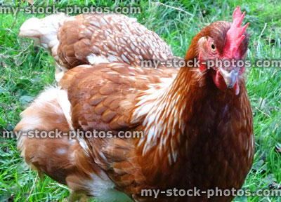 Stock image of free range chickens in garden, brown hen chicken, poultry hens farm
