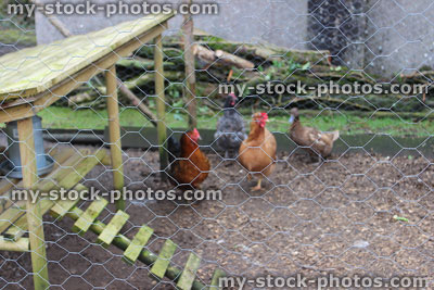 Stock image of free range chickens in outdoor run, chicken wire coop