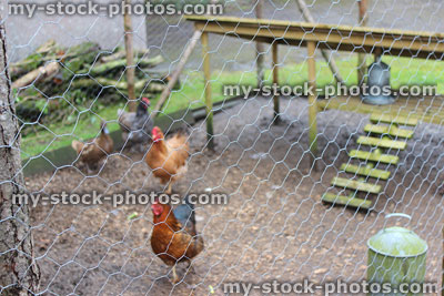 Stock image of free range chickens in outdoor run, chicken wire pen