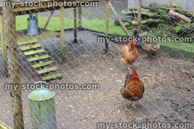 Stock image of free range chickens in outdoor pen, chicken wire, feeding