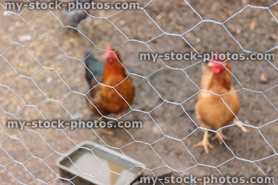 Stock image of happy free range chickens in outdoor run, chicken wire